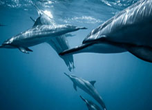 bob半岛体育官网-会对年轻的LBJ说什么？詹姆斯：准备好应对逆境 专注于该专注的